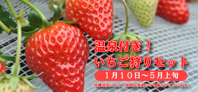 いちご狩り