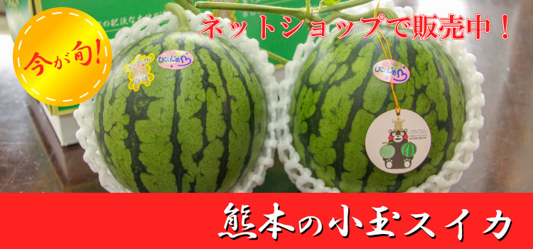 小玉スイカひとりじめ