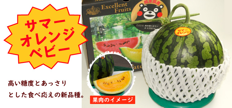 サマーオレンジベビー